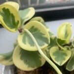 Peperomia magnoliifoliaKvět