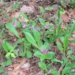 Polygala paucifolia Çiçek