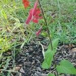 Salvia coccinea