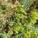 Juniperus communis Blad