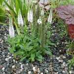 Veronica spicata Blatt