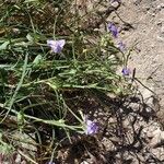 Tradescantia occidentalis Blodyn