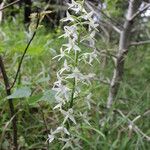 Platanthera bifolia Кветка