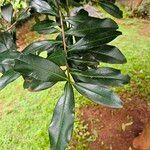 Warburgia ugandensis 葉