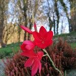 Hesperantha coccinea 花