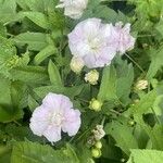 Calystegia hederacea फूल