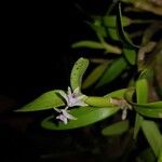 Scaphyglottis stellata Цветок