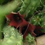 Huernia macrocarpa Flower