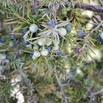 Juniperus communis Frukt