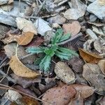 Ajuga iva List