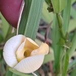 Vigna luteola Floro