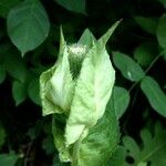 Cirsium oleraceum Blüte