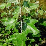 Populus alba Leaf