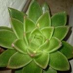 Echeveria agavoides Feuille