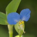 Commelina communis Цвят