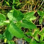 Teucrium scorodonia Habitatea