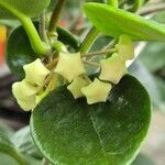 Hoya australis Flors