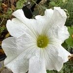 Petunia axillaris Floro