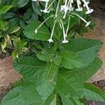 Nicotiana sylvestris 形态