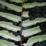 Nephrolepis biserrata Blatt