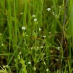 Stellaria alsine Folha