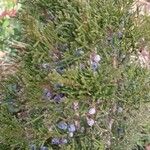 Juniperus virginiana 葉