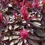 Amaranthus cruentus फूल