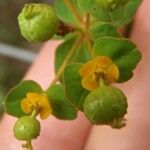 Euphorbia clementei Цветок