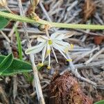 Trachyandra saltii Blomst