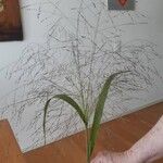 Panicum capillareLeaf