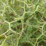 Sarcopoterium spinosum Likasa