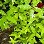 Asperula taurina Kukka