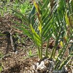 Encephalartos lehmannii Hábito
