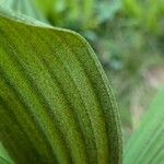 Veratrum album Hoja