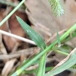 Dactyloctenium aegyptium 葉