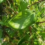 Clematis integrifolia Leht