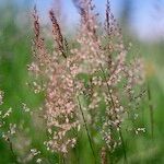 Agrostis capillaris Blüte