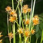 Rhynchospora holoschoenoides Habit