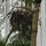 Euterpe edulis Fruit