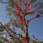 Erythrina abyssinica Fruit