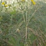 Potentilla inclinata Συνήθη χαρακτηριστικά