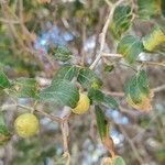 Ziziphus spina-christi Frukt