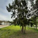 Casuarina cunninghamiana عادت داشتن