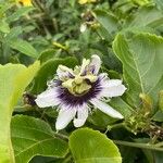 Passiflora edulisFlower