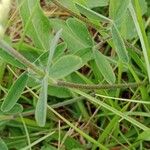 Trifolium ochroleucon Folla