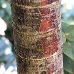 Eucalyptus pulverulenta Schors