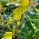 Gomesa bifolia Flor