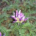 Astragalus onobrychis Virág