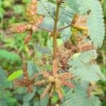 Mimosa polycarpa Fruit