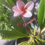 Plumeria rubraKvět